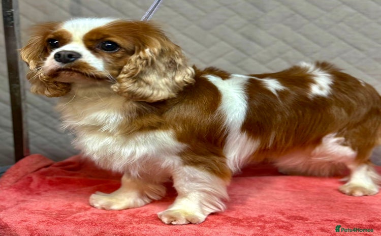Cavalier King Charles Spaniel dogs - Advert 7