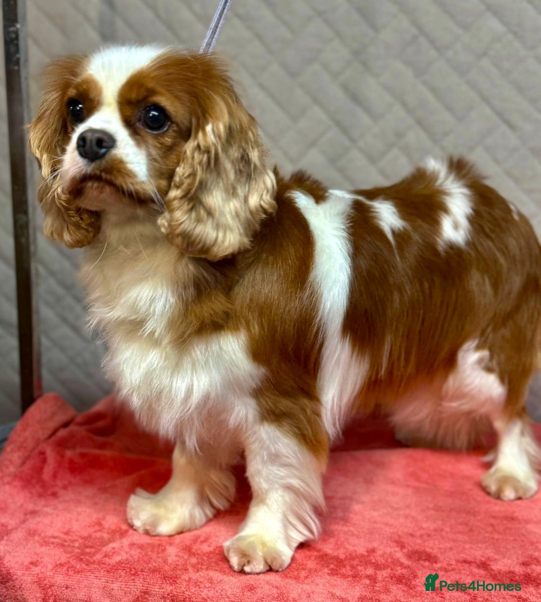 Cavalier King Charles Spaniel dogs for adoption: Angie: The Heart That Kept Beating  - Image 1