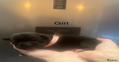 American Bully dogs - Advert 4