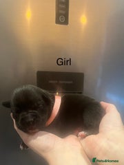 American Bully Puppy 10