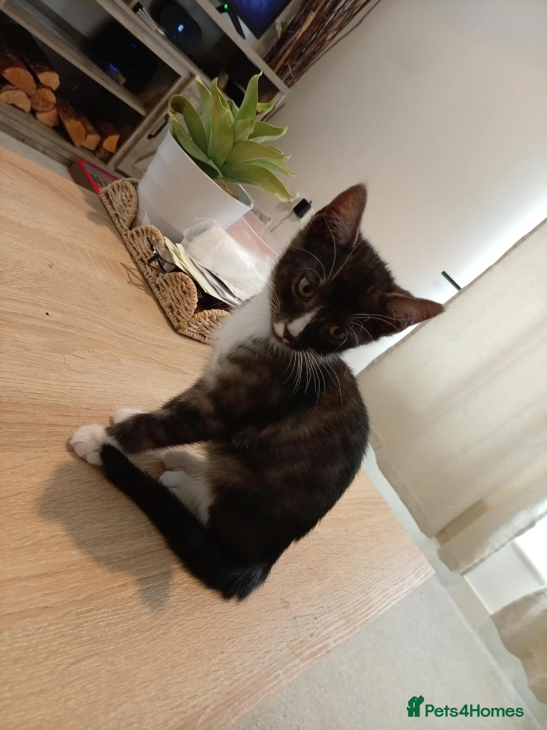 Mixed Breed cats for sale: Bengal mix - Advert 2