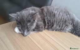 Russian Blue cats for sale: Adorable Russian Blue X Chantilly Tiffany Kittens! - Image 16