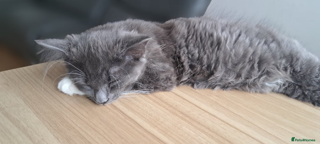 Russian Blue cats for sale: Adorable Russian Blue X Chantilly Tiffany Kittens! - Image 16