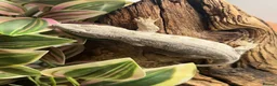 Gecko reptiles for sale: CB26 Pine Island Leachianus gecko babies - Advert 5