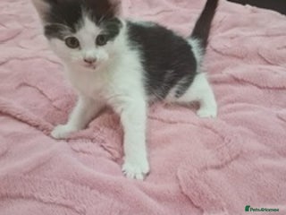 Mixed Breed cats - Advert 2