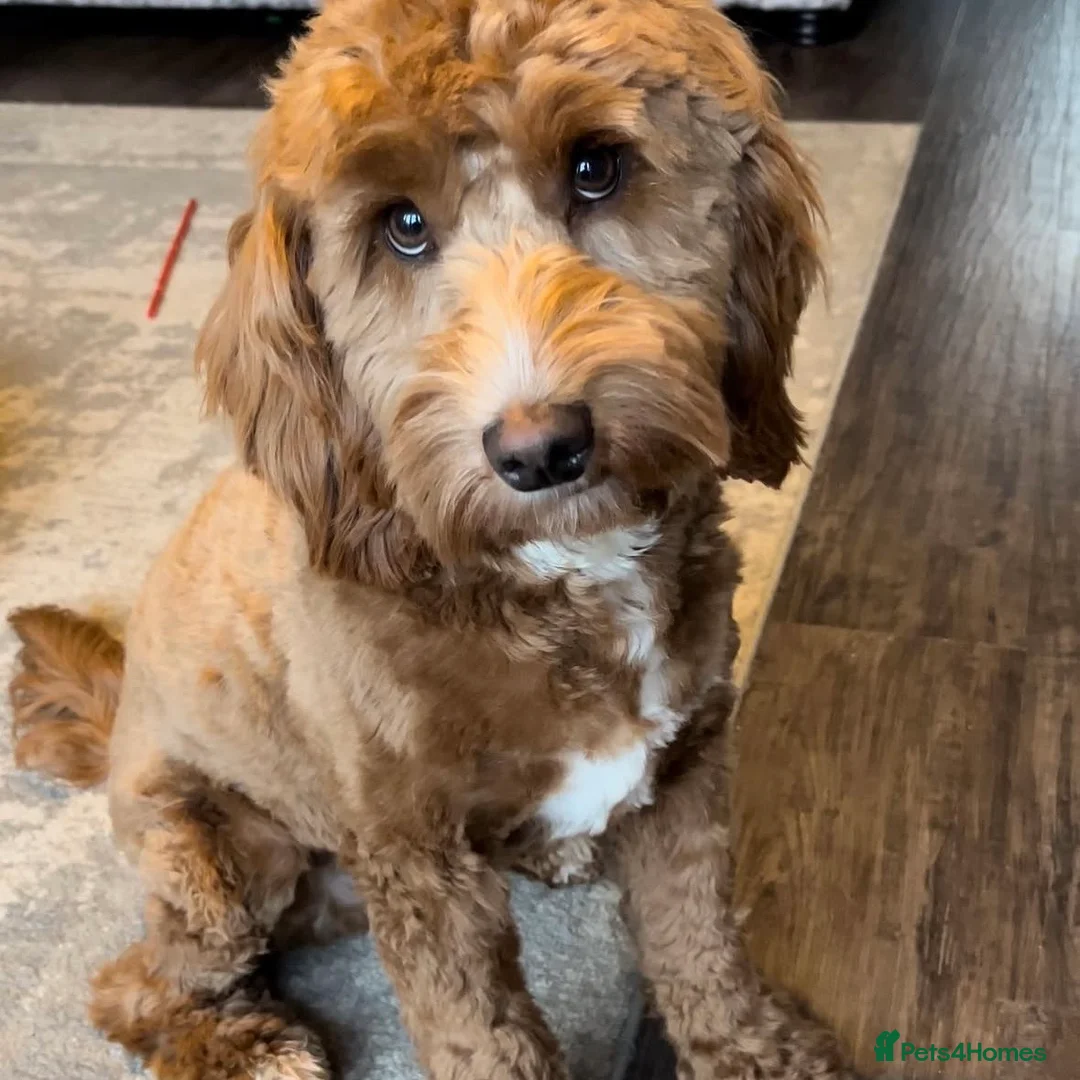 Cockapoo dogs for sale: Cockerpoo   for sale - Advert 2