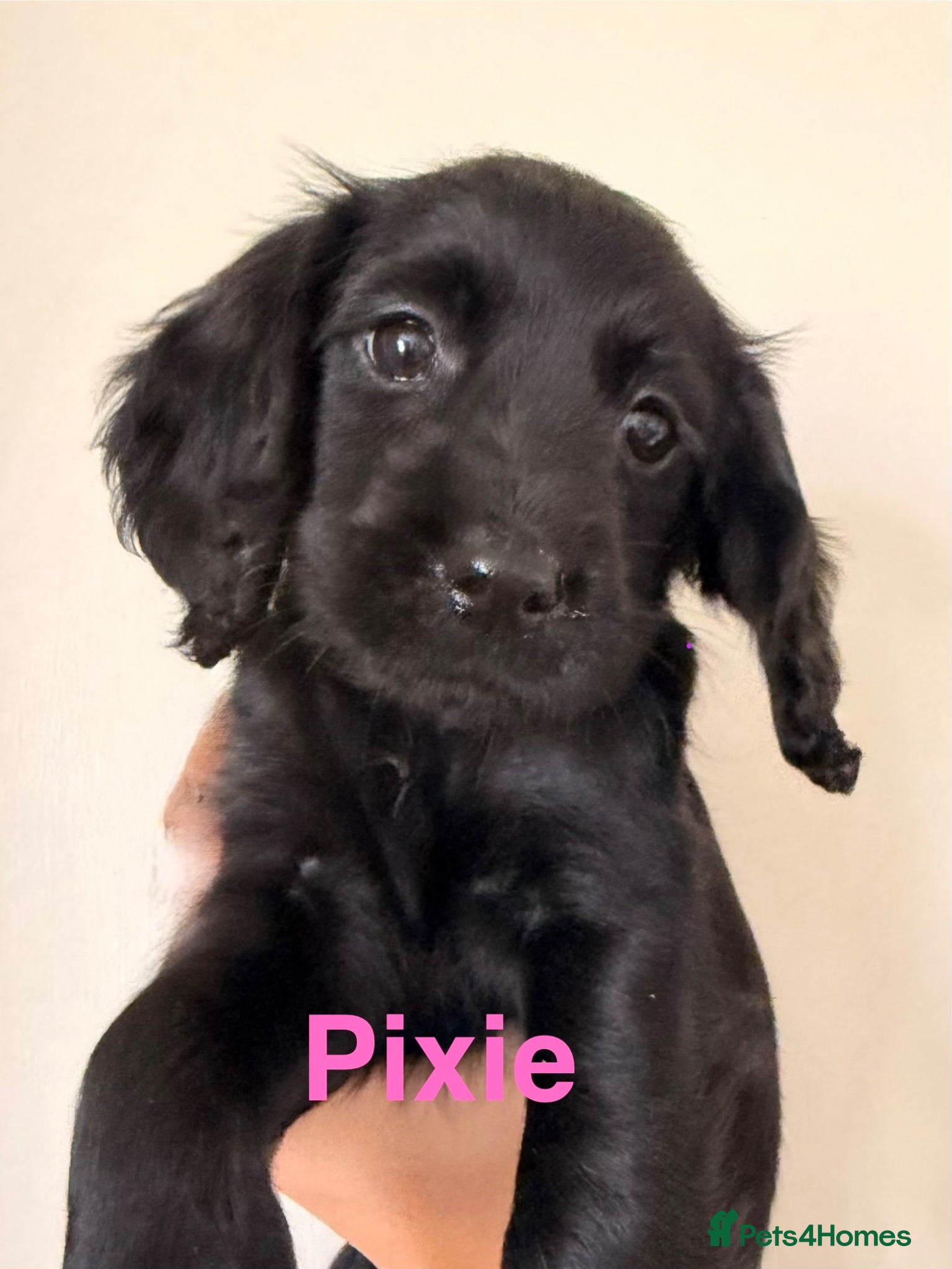 Cocker Spaniel dogs Working cocker spaniels  - Advert 1
