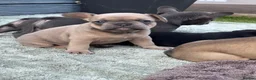 French Bulldog dogs for sale: 5 Chunky French Bulldog Puppies  - Advert 8