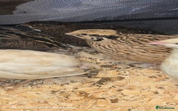 Quail poultry for sale: 🌟 Adult Quails for Sale! 🌟 - Image 6