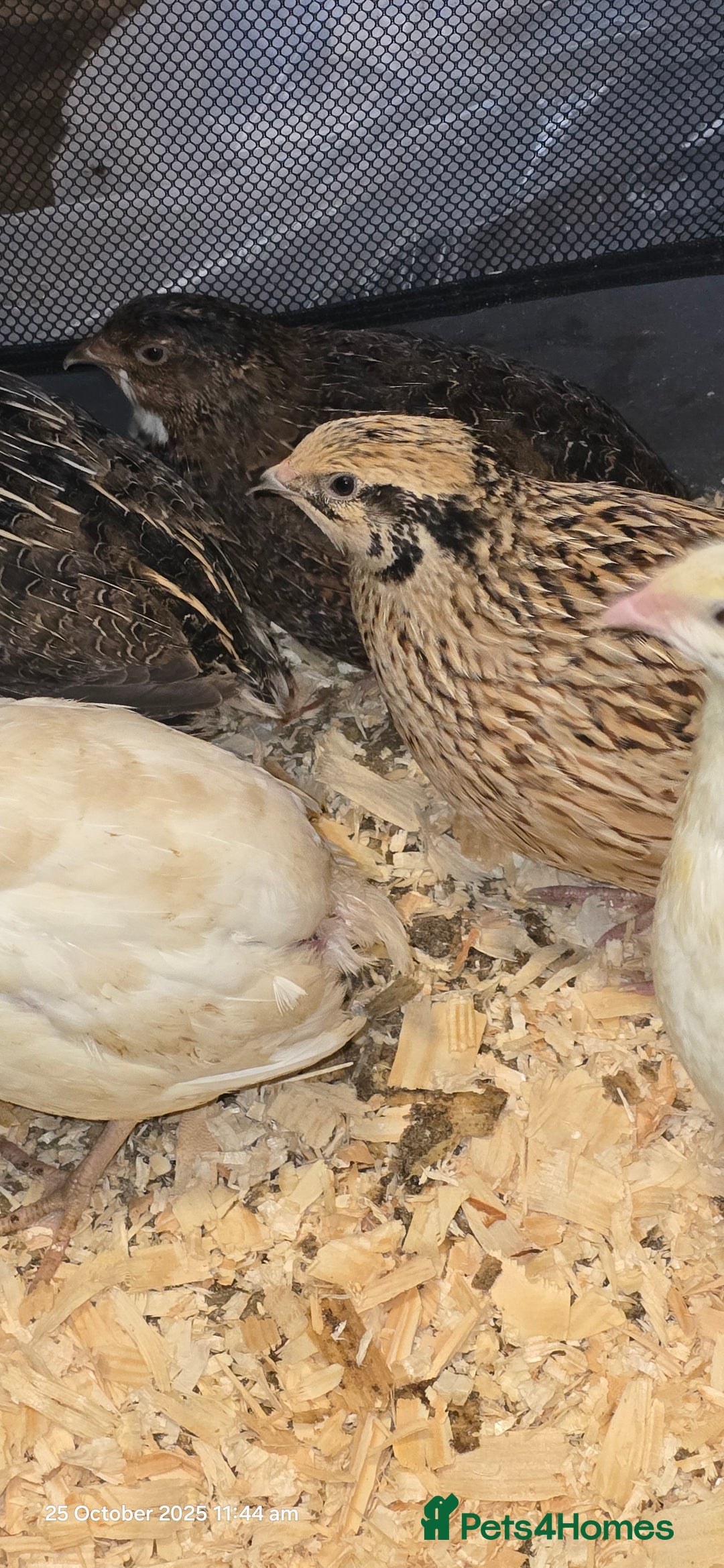 Quail poultry for sale: 🌟 Adult Quails for Sale! 🌟 - Image 6