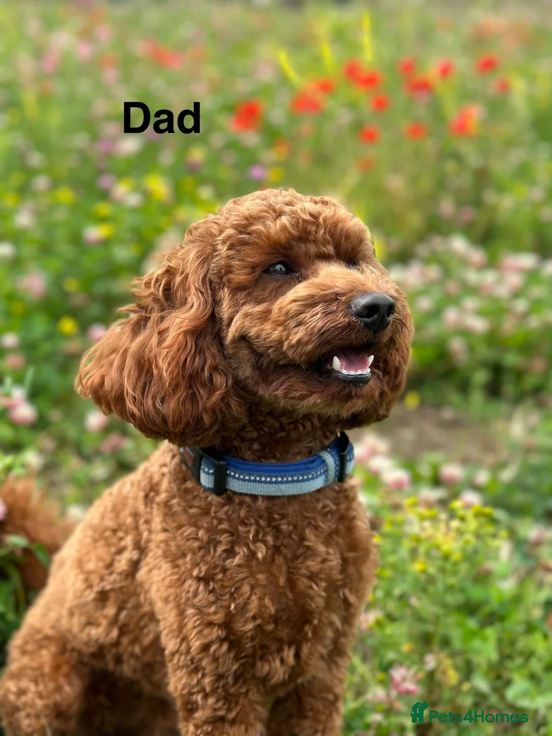 Cockapoo dogs for sale: 🐾 STUNNING F1B RED MINIATURE COCKAPOO PUPPIES  - Advert 10