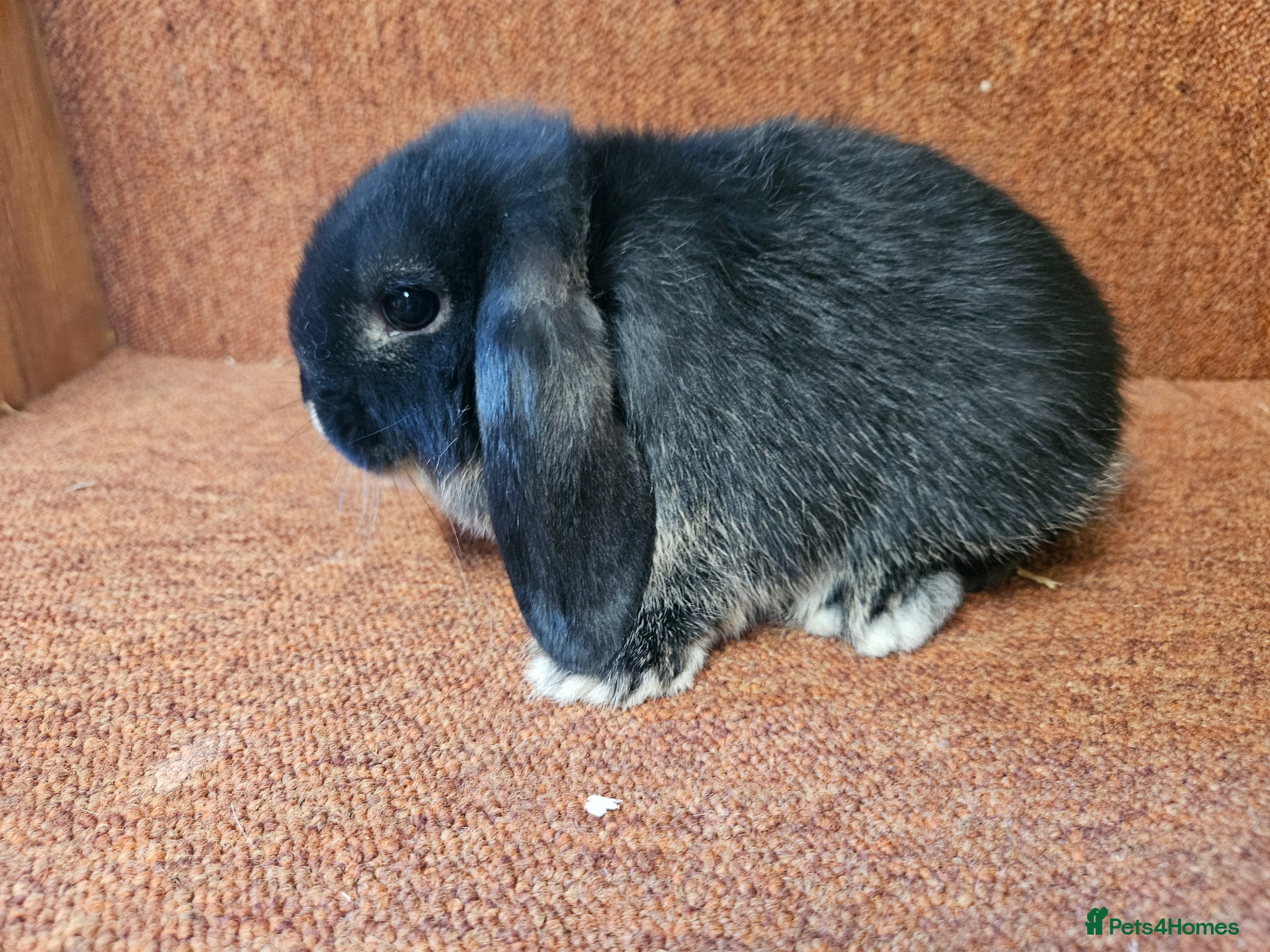 Mini Lop rabbits Pure Mini lop buck . Vaccinated  - Advert 1