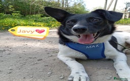 Mixed Breed dogs for adoption: ❤️JAVY- gentle angel,loving soul waiting so long❤️ - Image 16