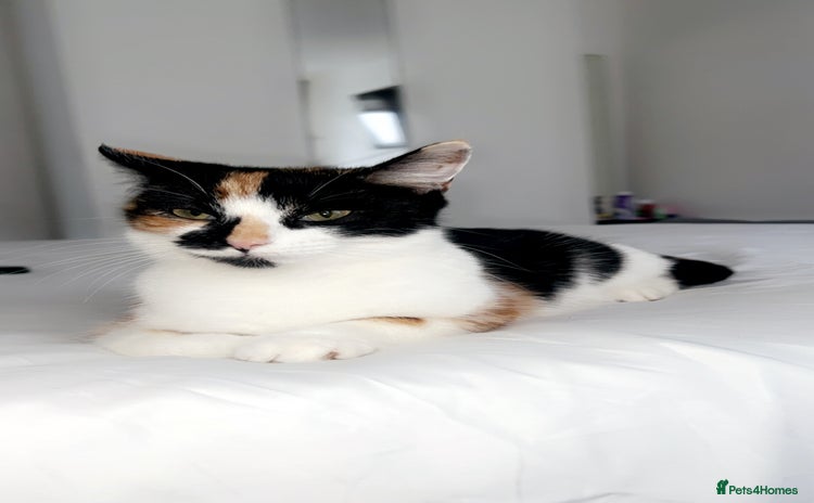 Mixed Breed cats Beautiful kittens (all reserved!)  - Advert 8