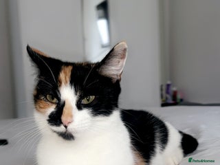 Mixed Breed cats 1 beautiful kittens left - Advert 18