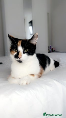 Mixed Breed cats Beautiful kittens (all reserved!) - Advert 8