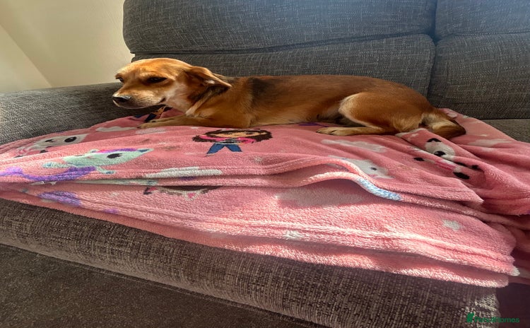 Jack Russell dogs for sale - Advert 1