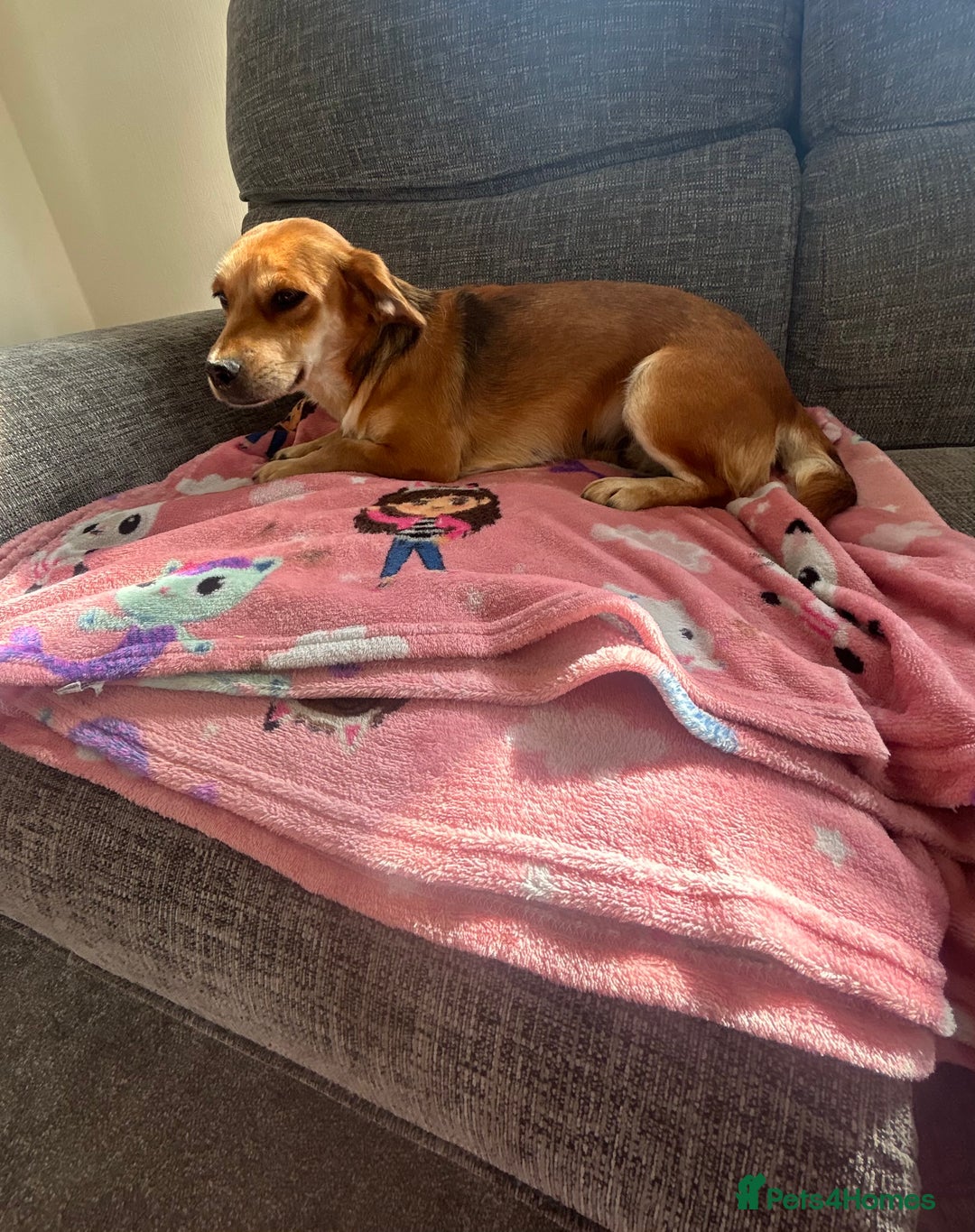 Jack Russell dogs for sale: Female jack russel - Image 1