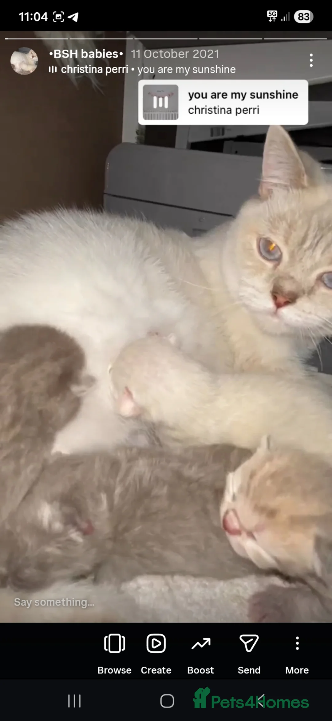 British Shorthair cats for sale: Two stunning British shorthair boys, ready now ❤️ - Advert 2