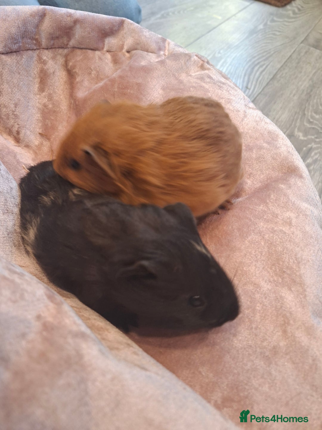 Guinea Pig rodents for sale:  Guinea pigs 4 boys(babies) 3 female (5mo) - Advert 2