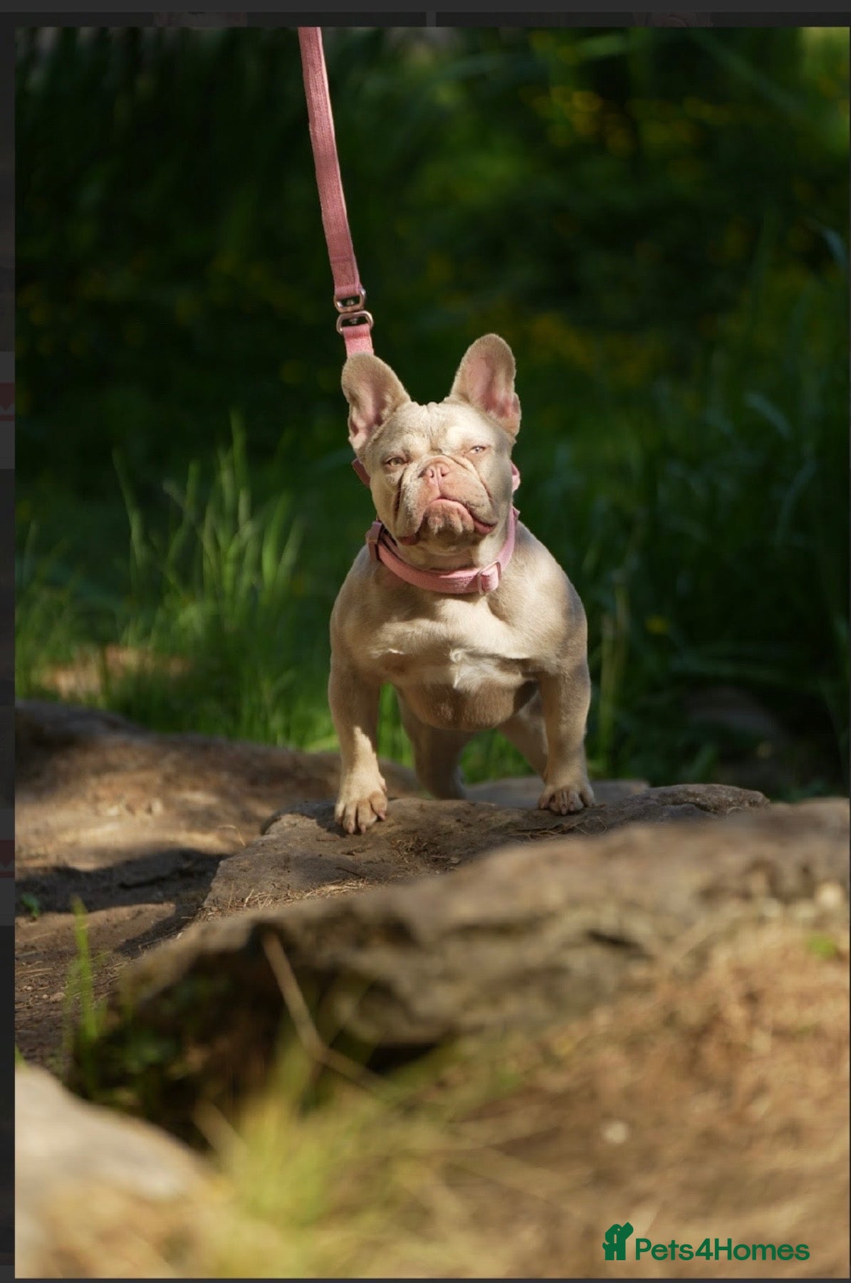 French Bulldog dogs for sale: Female French bulldog  - Advert 7