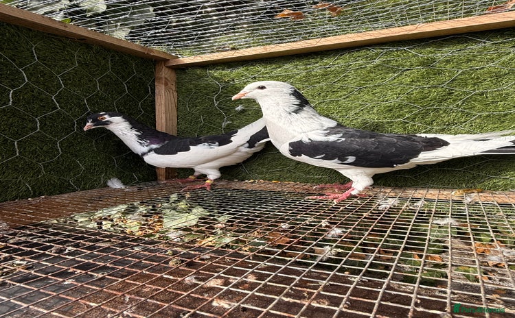 Pigeons birds - Advert 1