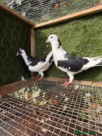 Pigeons birds - Advert 7