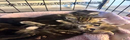 Domestic Shorthair cats for sale: 6 Curious Loving Domestic Shorthair Kittens - Advert 20