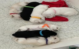 Miniature Schnauzer dogs for sale: Stunning KC Reg Miniature Schnauzers  - Image 1