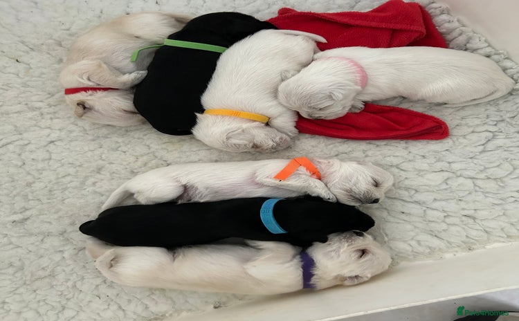 Miniature Schnauzer dogs - Advert 1