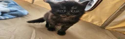 Maine Coon cats for sale: Maine coon X in Weymouth - Advert 11