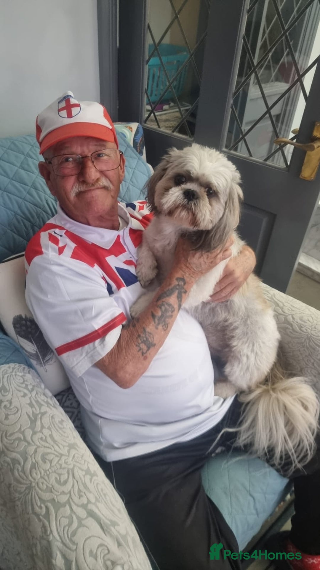 Shih Tzu dogs for stud: Buster - Advert 4