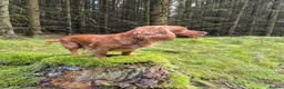 Cocker Spaniel dogs for sale: Two beautiful male pups available  - Advert 7