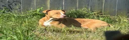 Mixed Breed dogs for sale: 8 Beautiful Pups looking for their forever homes  in Lostwithiel - Advert 10