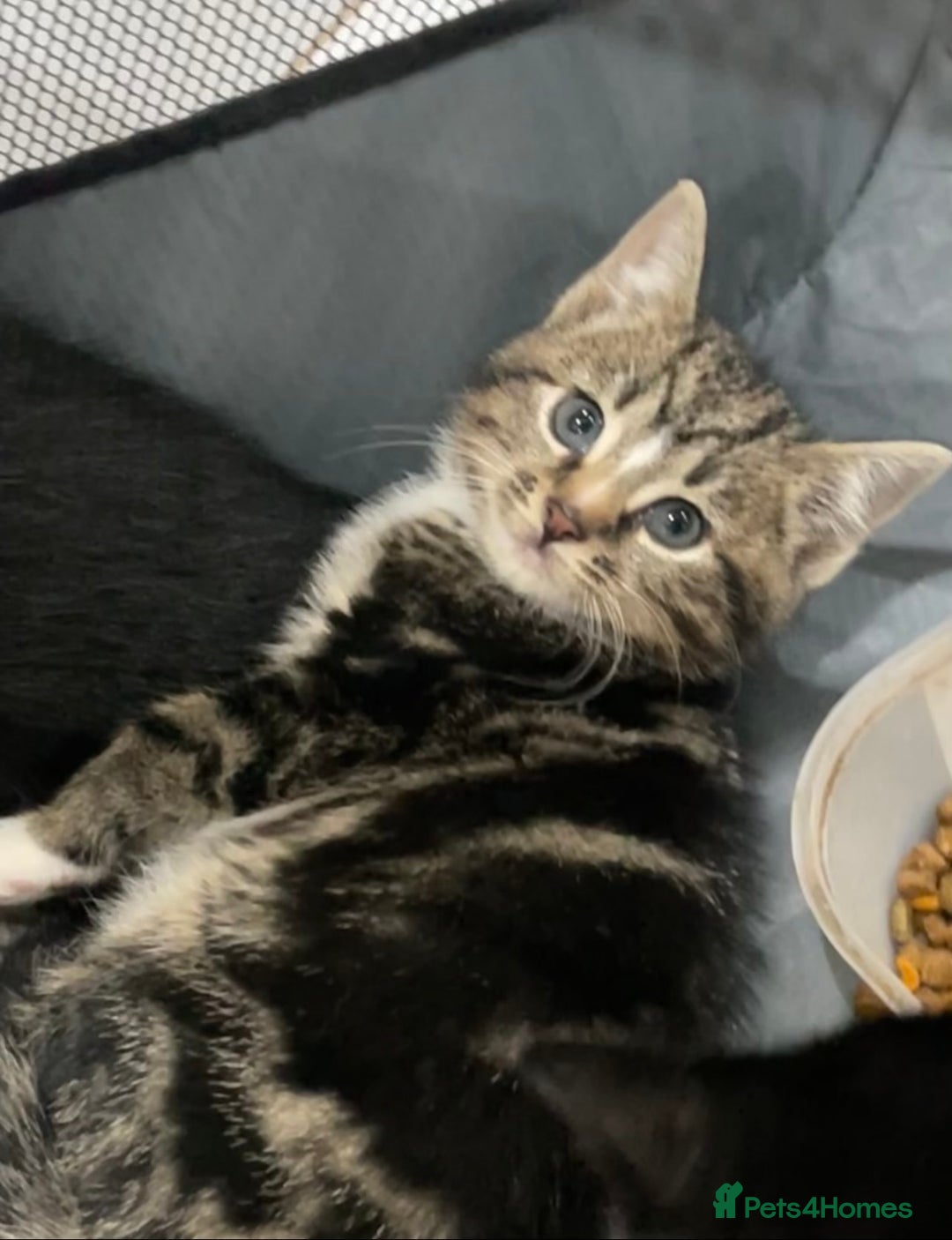 Domestic Shorthair cats for sale: Female Tabby Tuxedo Kitten with white paws - Advert 5