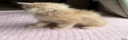 Ragdoll cats for sale: £950 Full pedigree Tica Ready now  - Advert 6
