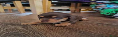 Miniature Dachshund Puppy 2