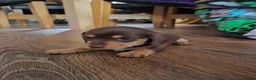 Miniature Dachshund dogs for sale: Miniature dachshunds  - Advert 11