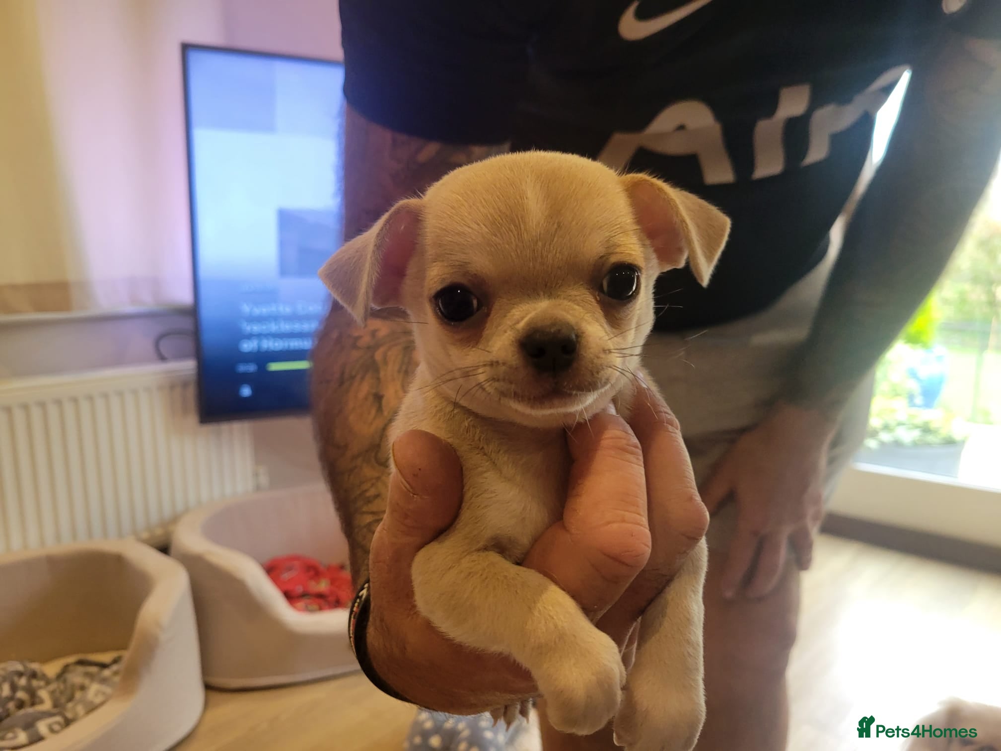 Chihuahua dogs Bramerita show champion line Chihuahua  1 boy left - Advert 1