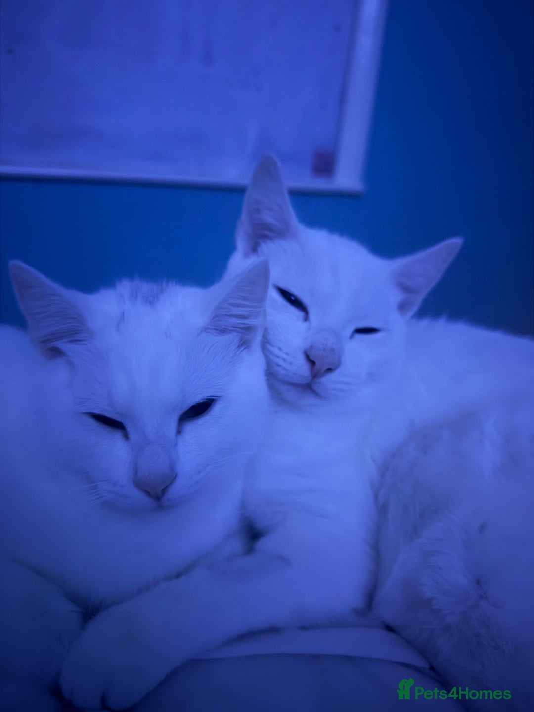 British Shorthair cats for sale: 7months old kittens for sale  - Advert 3