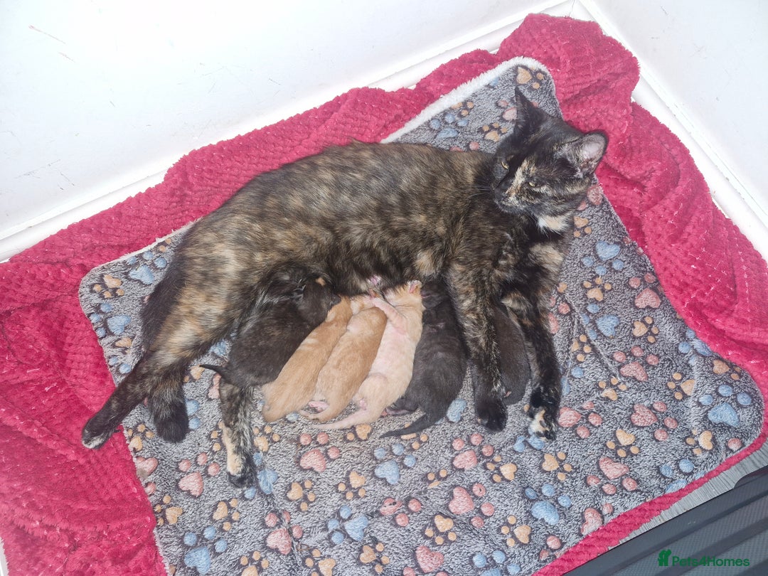 Brazilian Shorthair cats for sale: Kittens for sale - Image 1