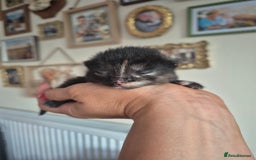 Mixed Breed cats for sale: Super friendly, fluffy kittens! 😻 - Image 3