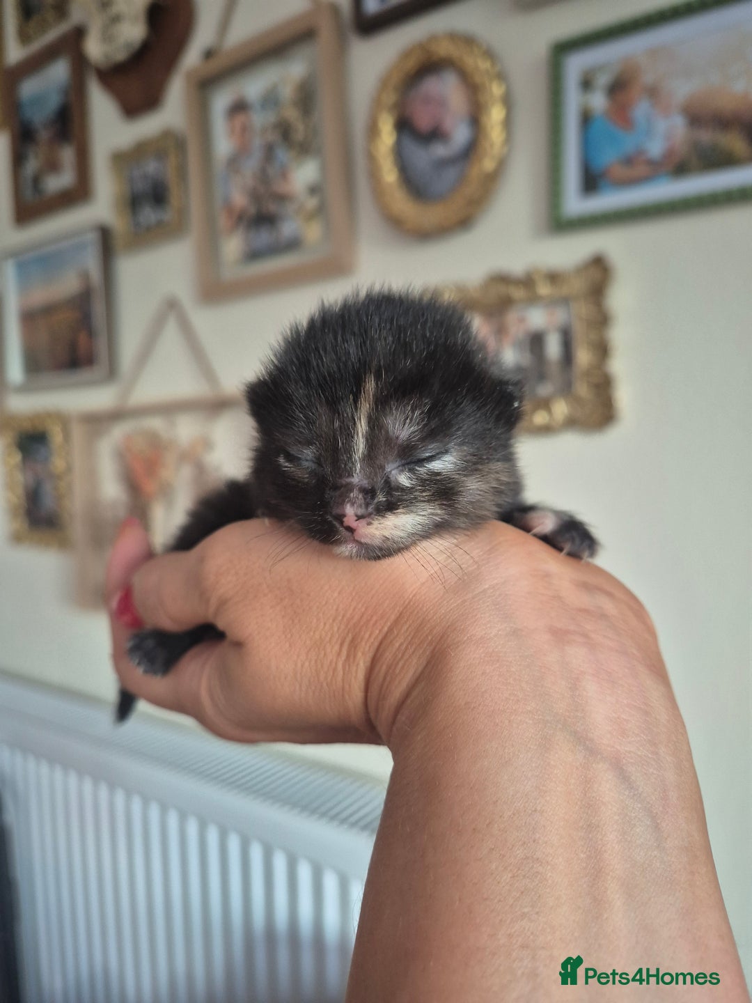 Mixed Breed cats for sale: Super friendly, fluffy kittens! 😻 - Image 3