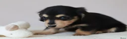 Miniature Dachshund dogs for sale: 5*Licensed+KCreg+PRAClear+Vetchecked+BLACK&CREAM - Advert 15
