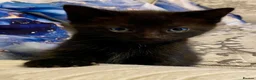 Mixed Breed cats for sale: 7 lovely kittens 4 chaps and 3 ladies - Advert 3