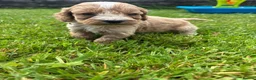 Cockapoo dogs for sale: Beautiful F1 cockerpoo puppies  - Advert 7