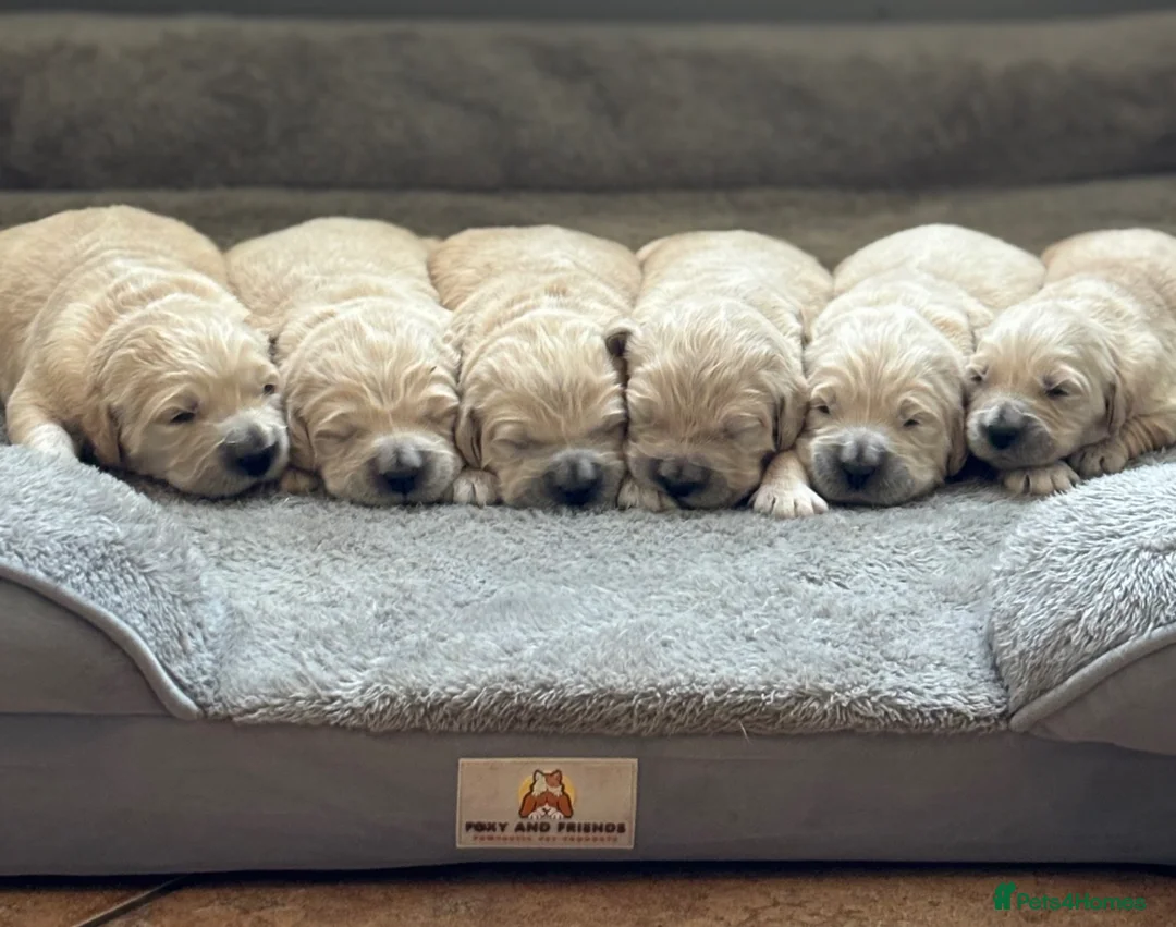 Golden Retriever dogs for sale: Exceptional KC Golden Retriever H/Tested puppies!! - Advert 1