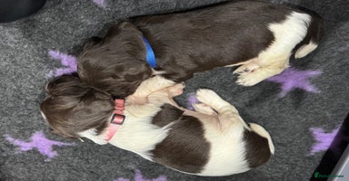 English Springer Spaniel dogs Hip/Elbow Scored and Health Tested, KC Springers  - Advert 3