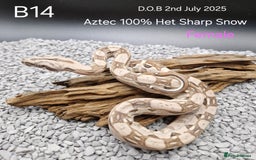 Boa Snake reptiles for sale: 2025 boa morphs - Image 7