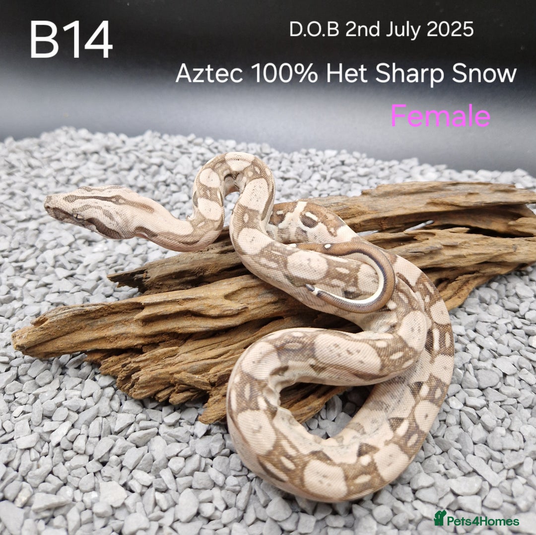 Boa Snake reptiles for sale: 2025 boa morphs - Image 7
